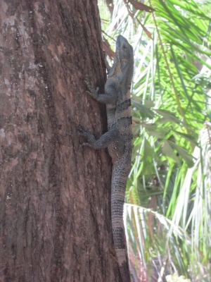 Iguana 2, Montezuma      